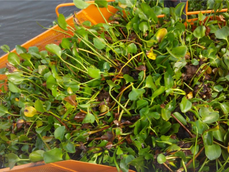 Automatyczny statek do czyszczenia wody/zbieracz chwastów wodnych/łódź do zbierania śmieci